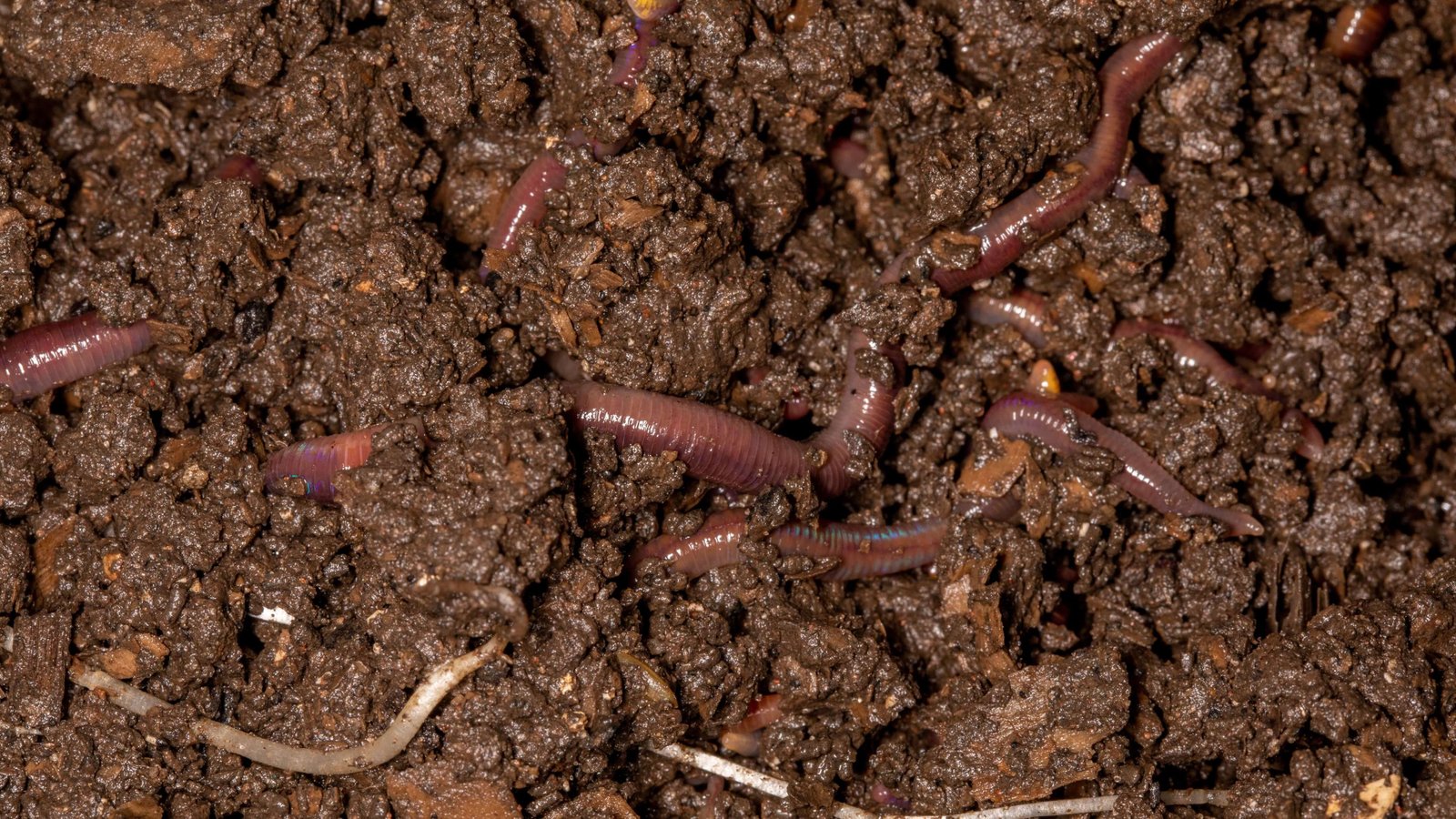 Healthy garden soil with organic matter and earthworms in a no-dig system