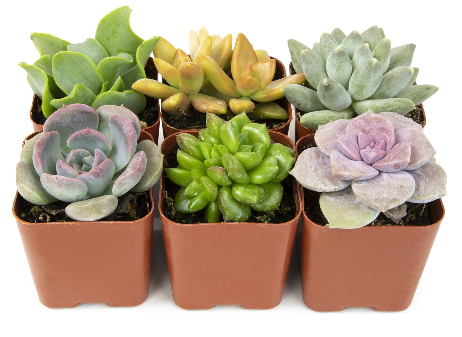 Healthy succulents and cacti growing in bright indoor light