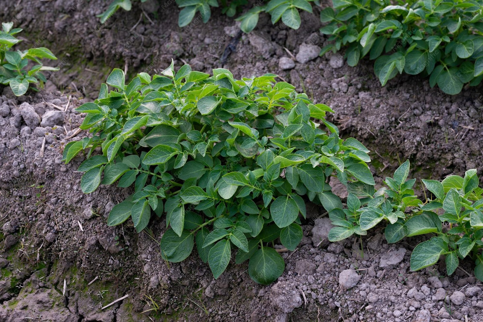Potato plants being hilled with loose soil to protect developing tubers