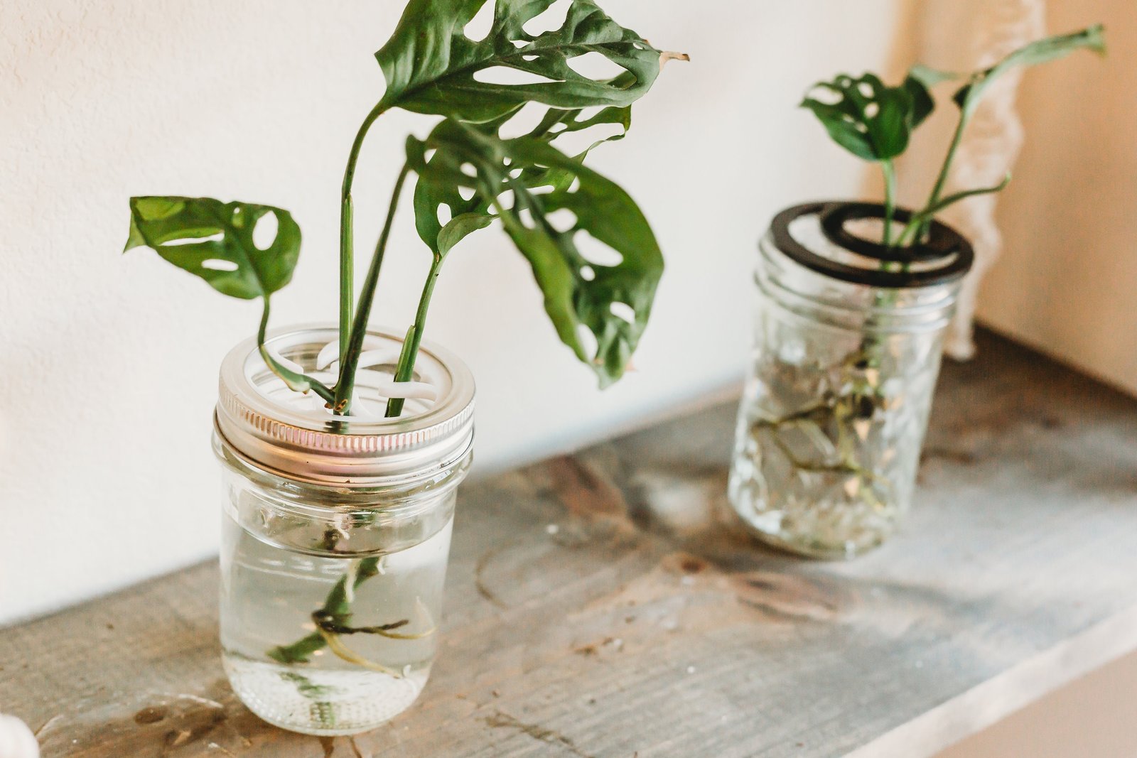 Houseplant stem cuttings developing roots in a clear jar of water