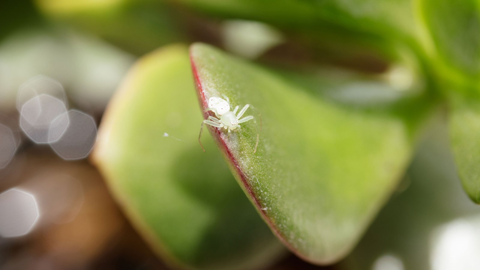 Common houseplant pests including spider mites mealybugs and aphids on indoor plants