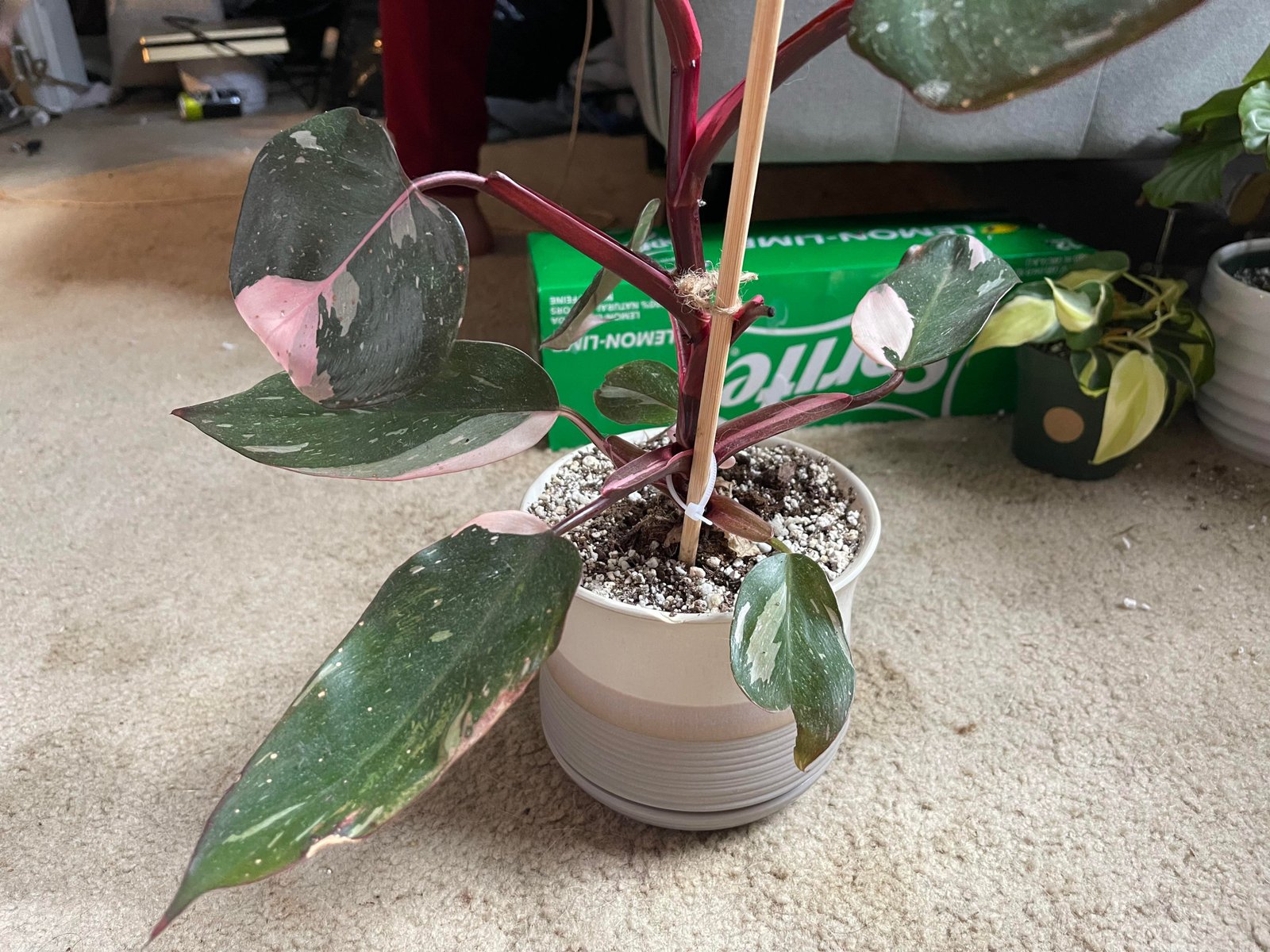 Recovering houseplant placed in bright indirect light after root rot treatment