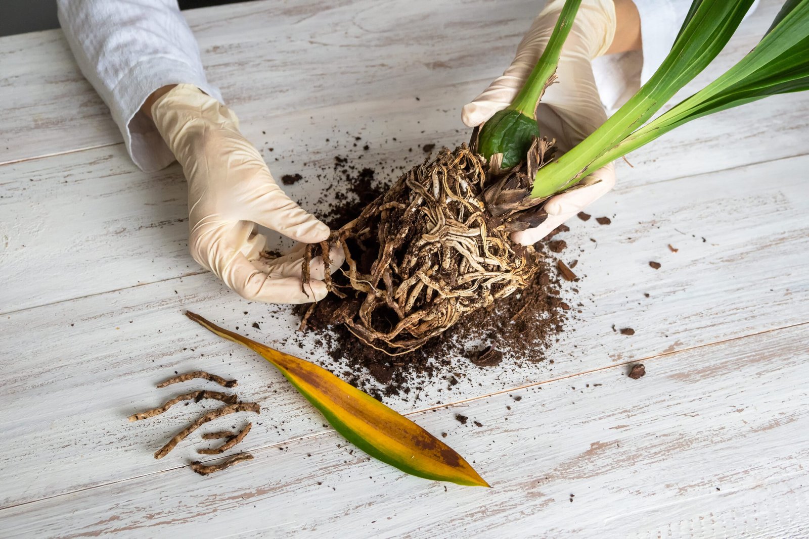 Houseplant with root rot showing dark damaged roots before repotting