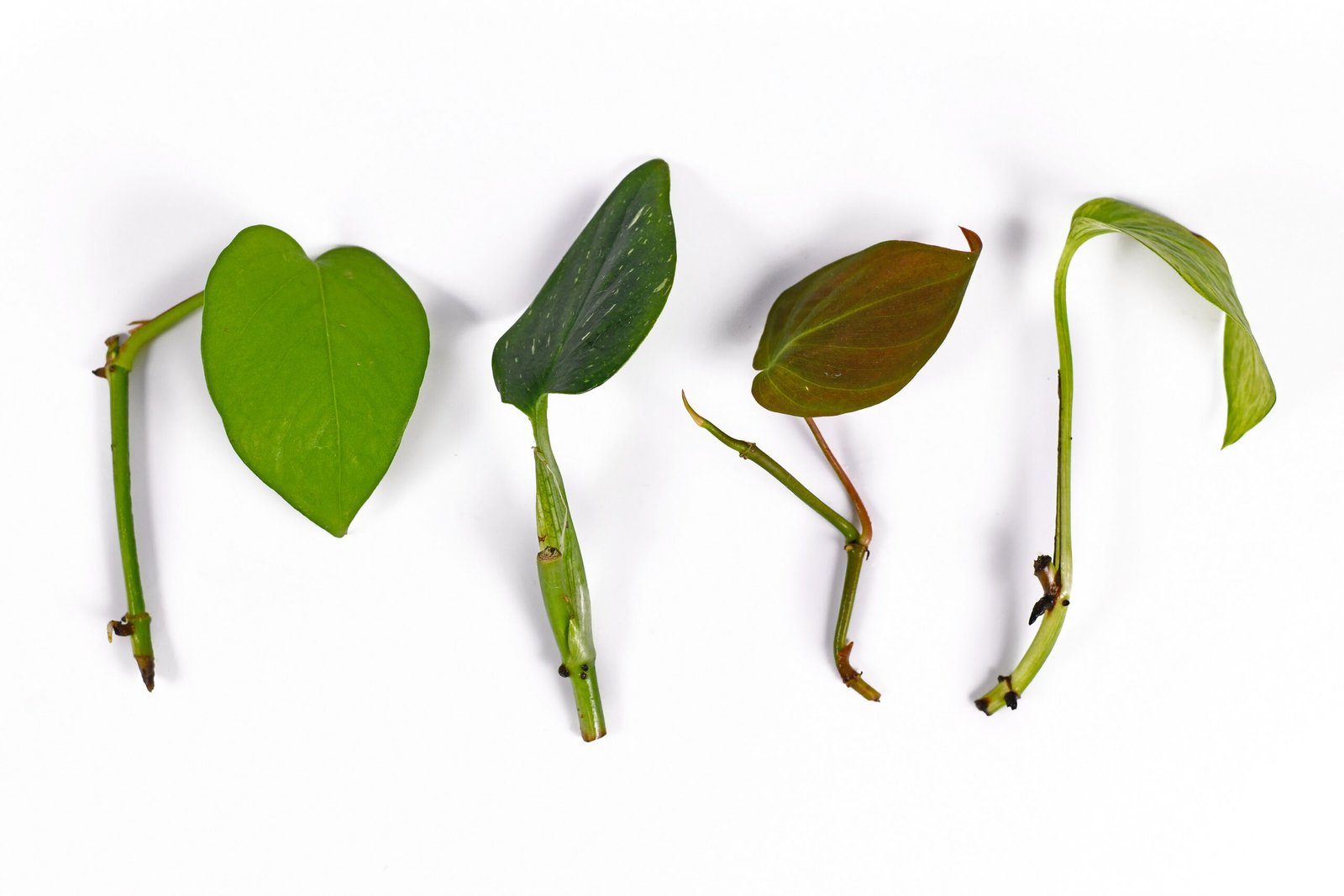 Healthy houseplant stem cuttings prepared for propagation