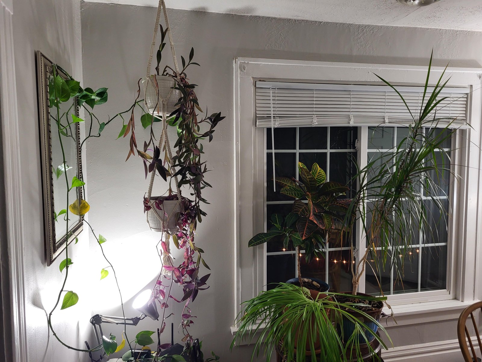 Houseplants arranged near a bright window with indirect indoor light