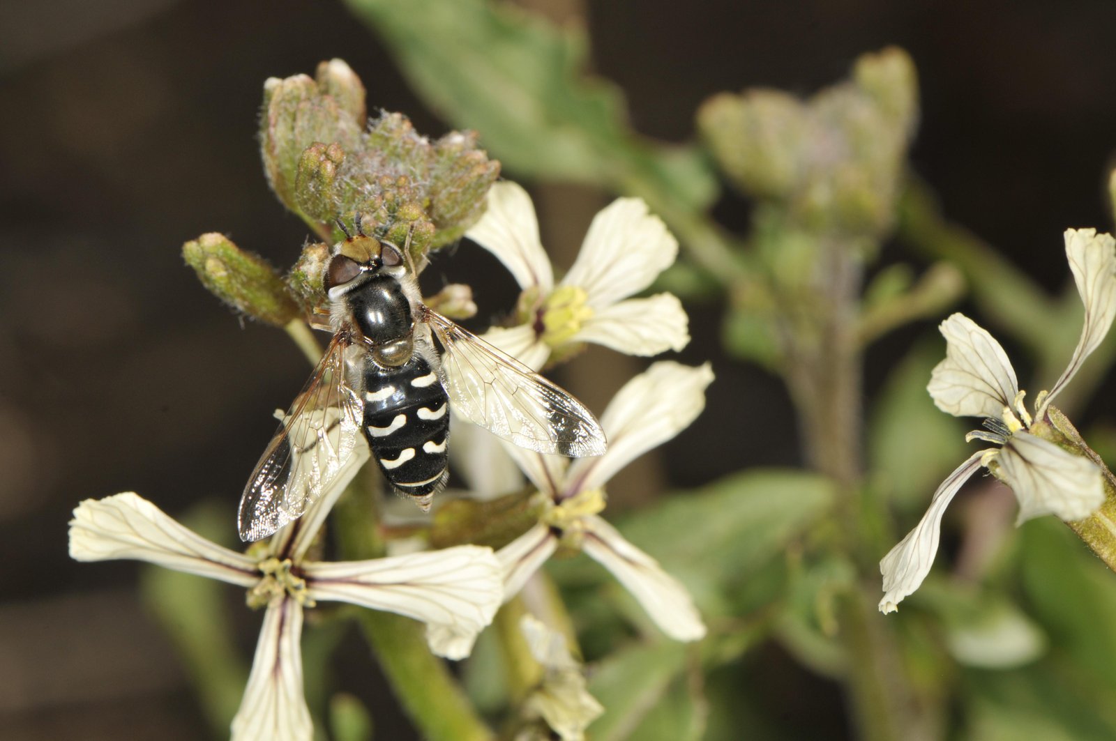 Hoverfly visiting flowers and supporting pollination and pest balance