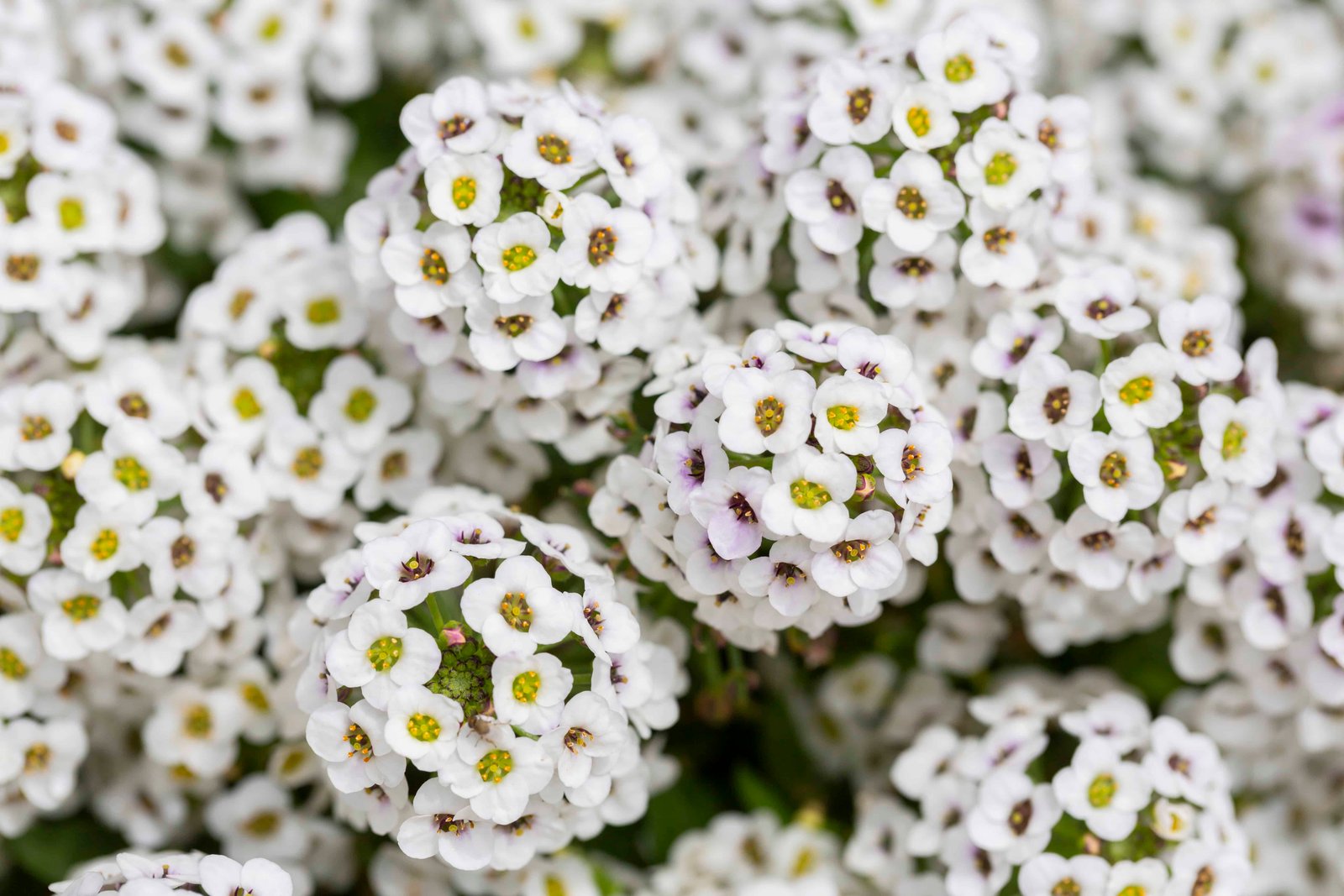 Flowering plants that attract beneficial insects and support natural pest control