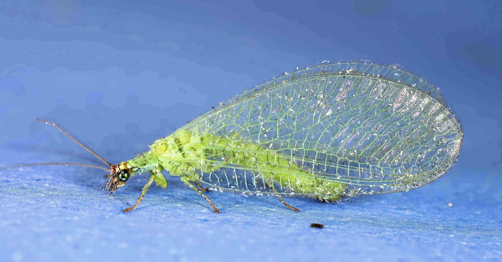 Green lacewing as a beneficial insect used in natural garden pest balance