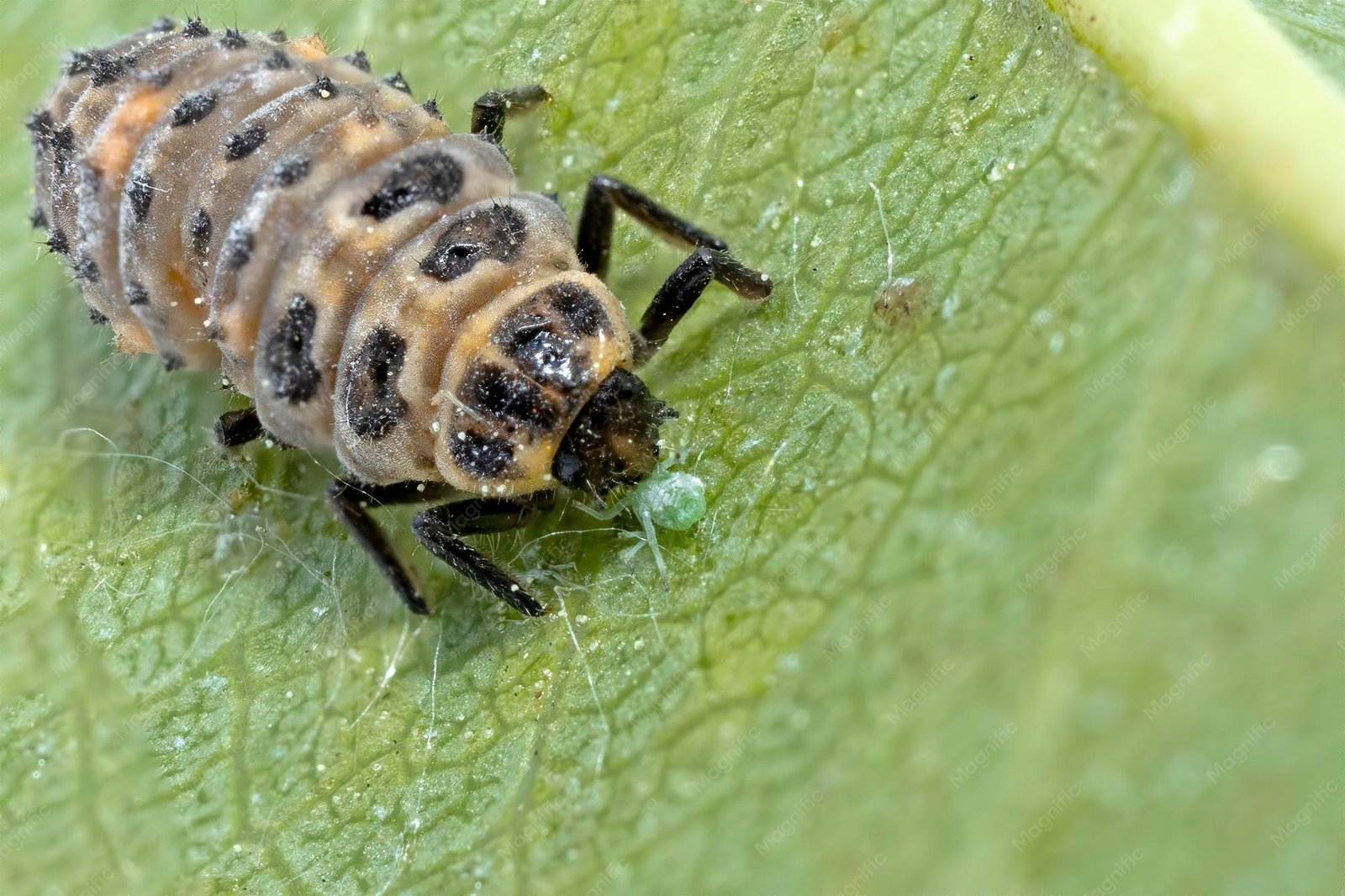Ladybug feeding on aphids as natural pest control in the garden