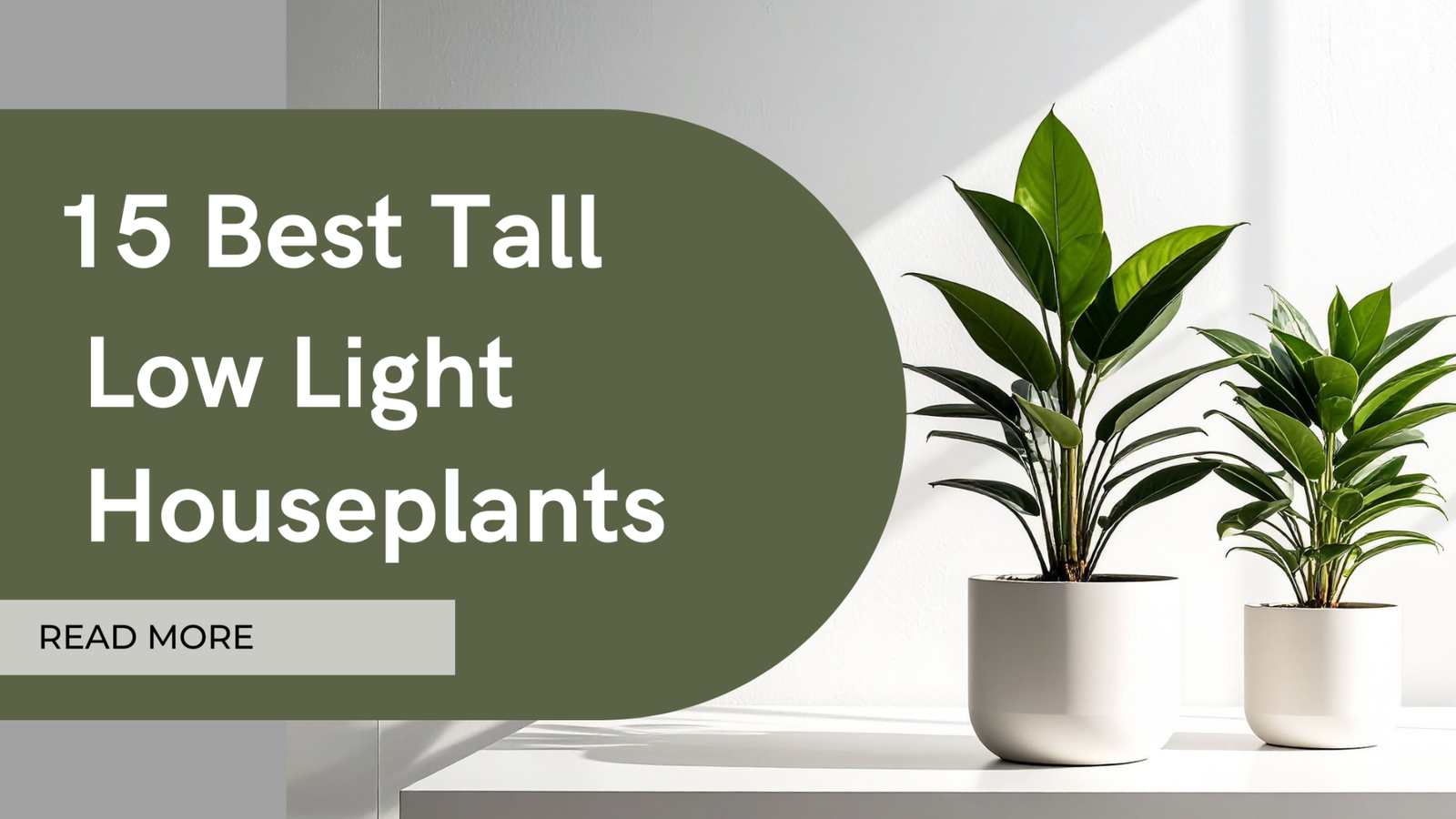 Leggy houseplant growth caused by insufficient indoor light