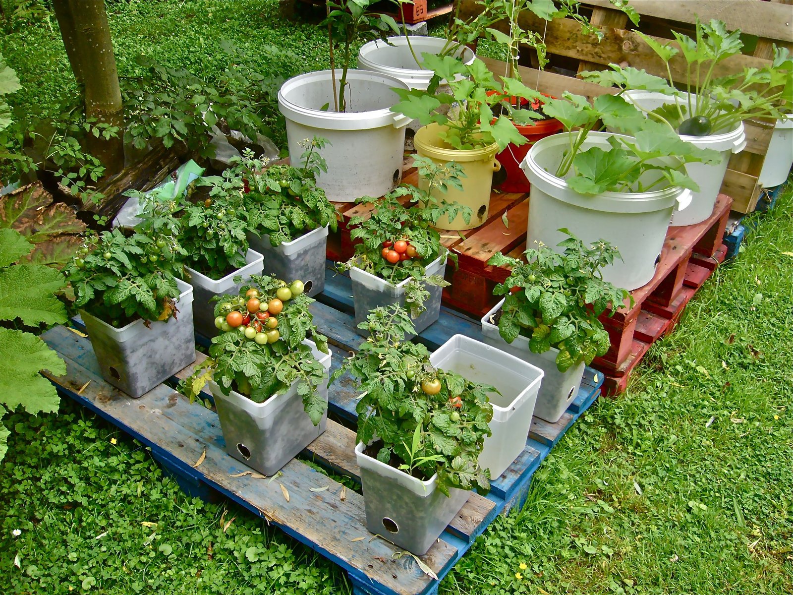 Leaf lettuce growing in containers on a sunny balcony
