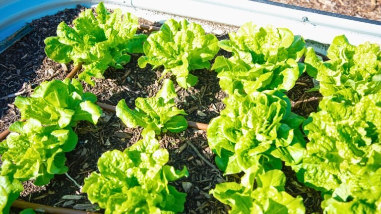 Healthy lettuce growing in a raised garden bed ready for harvest