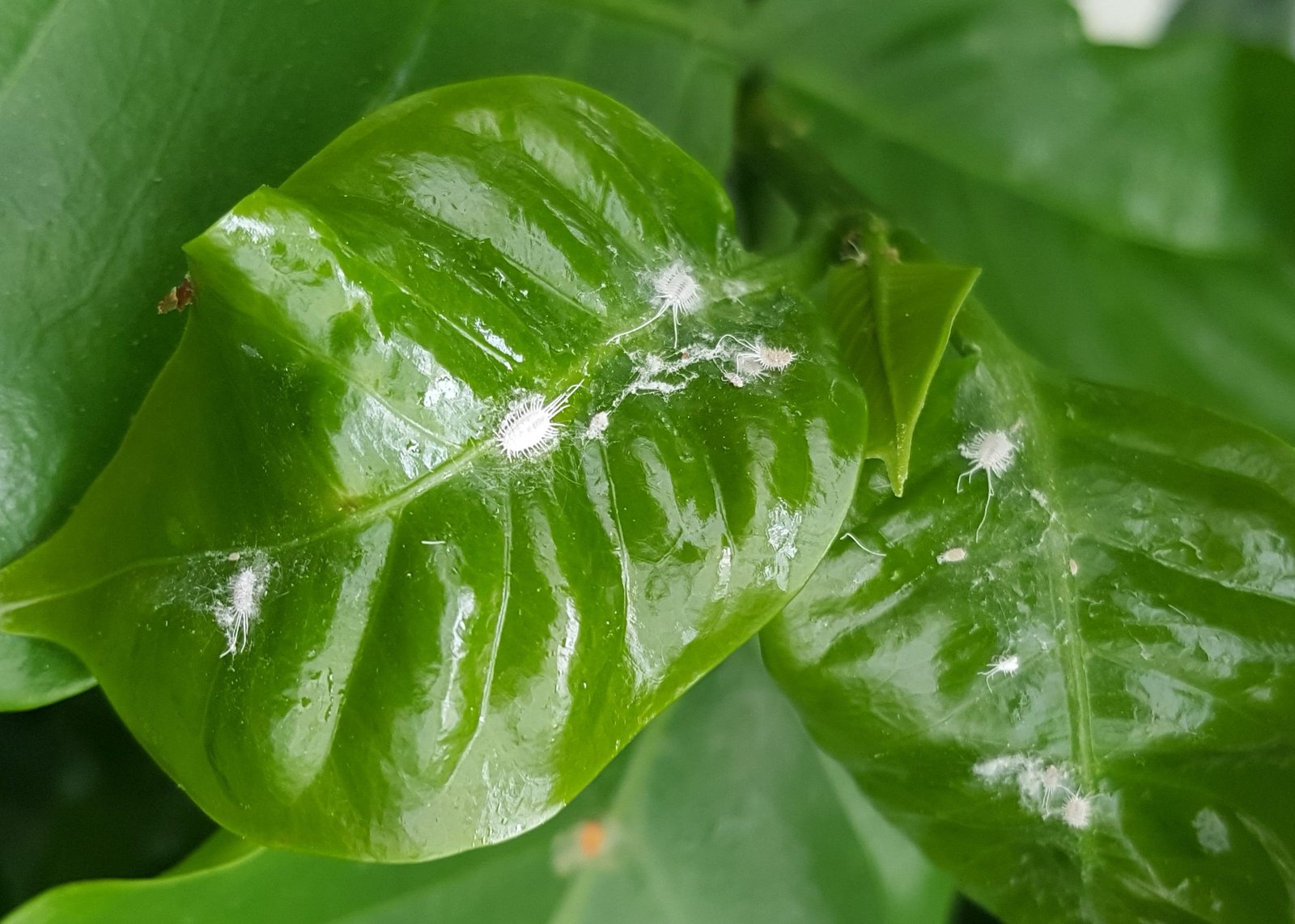 White cottony mealybugs clustered on houseplant leaves and stems