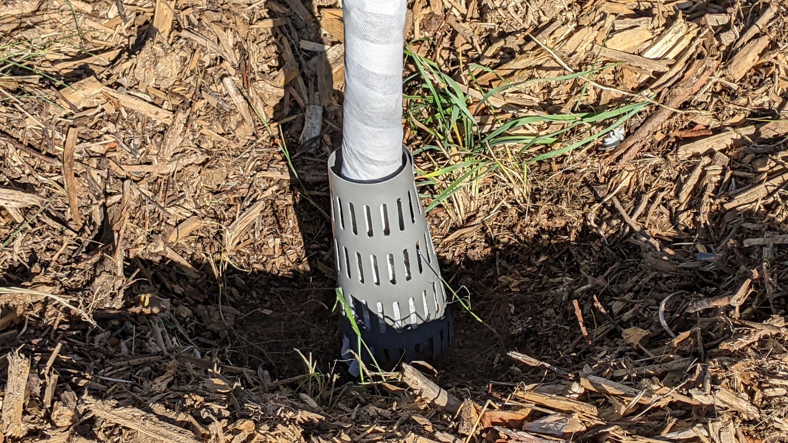 Correct mulch placement around a tree with space kept clear around the trunk