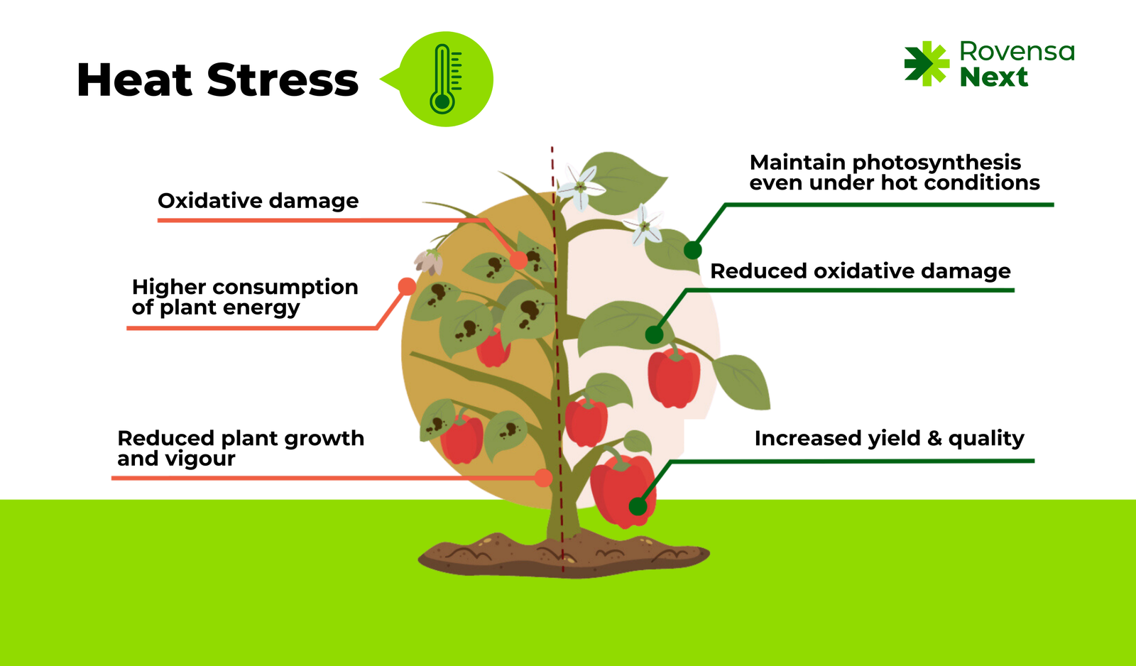 Mulch and deep watering used to reduce heat stress around garden plants