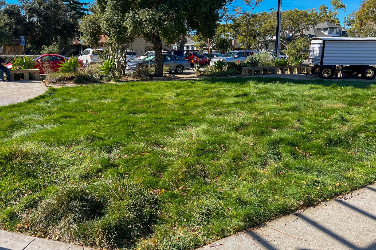 Native meadow planting as a sustainable lawn alternative