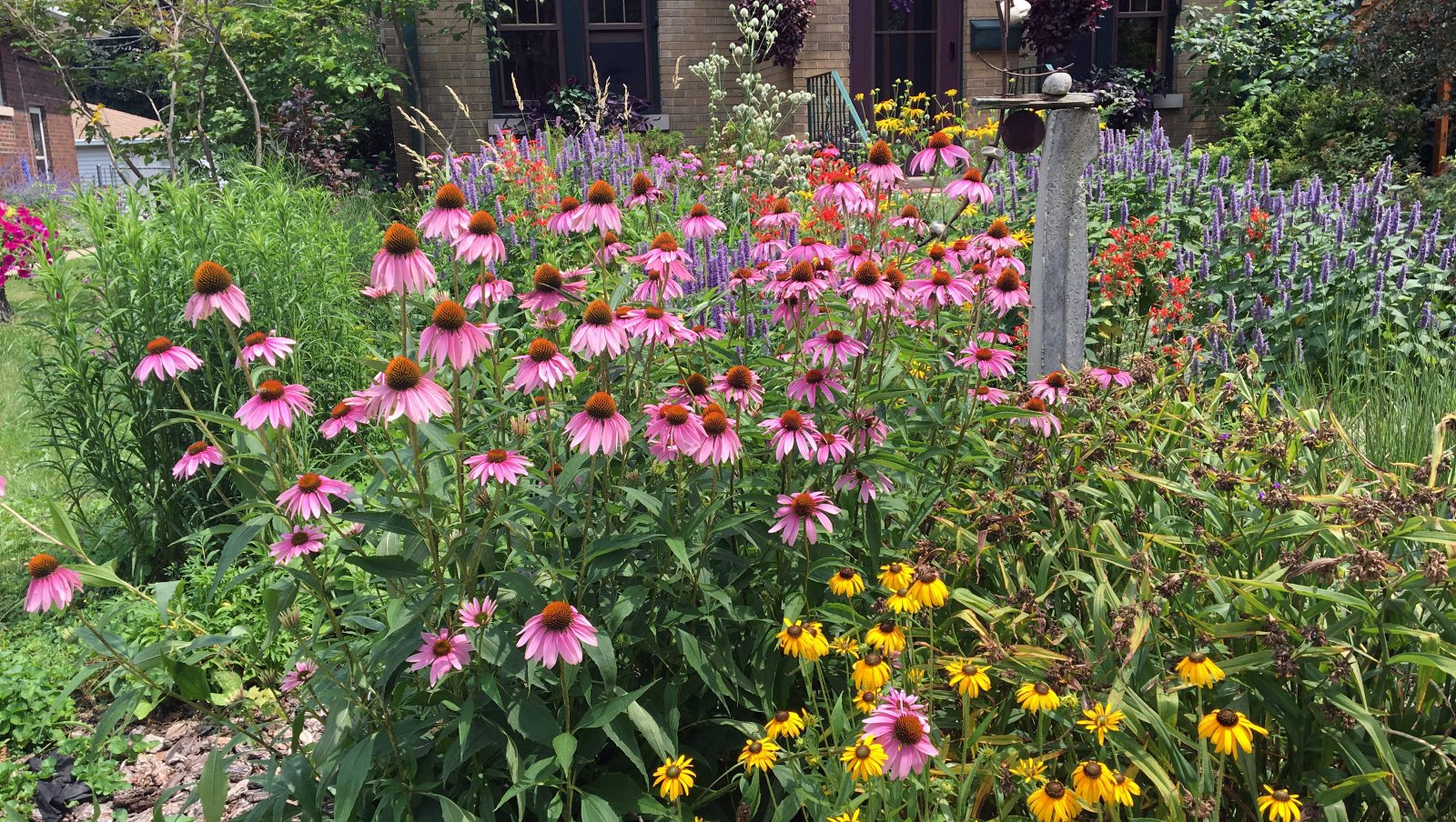 Native pollinator garden with layered flowers grasses and shrubs