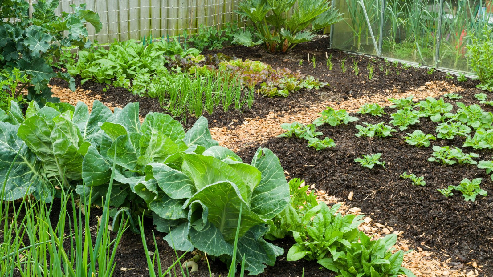 No-dig vegetable garden beds topped with compost and healthy crops