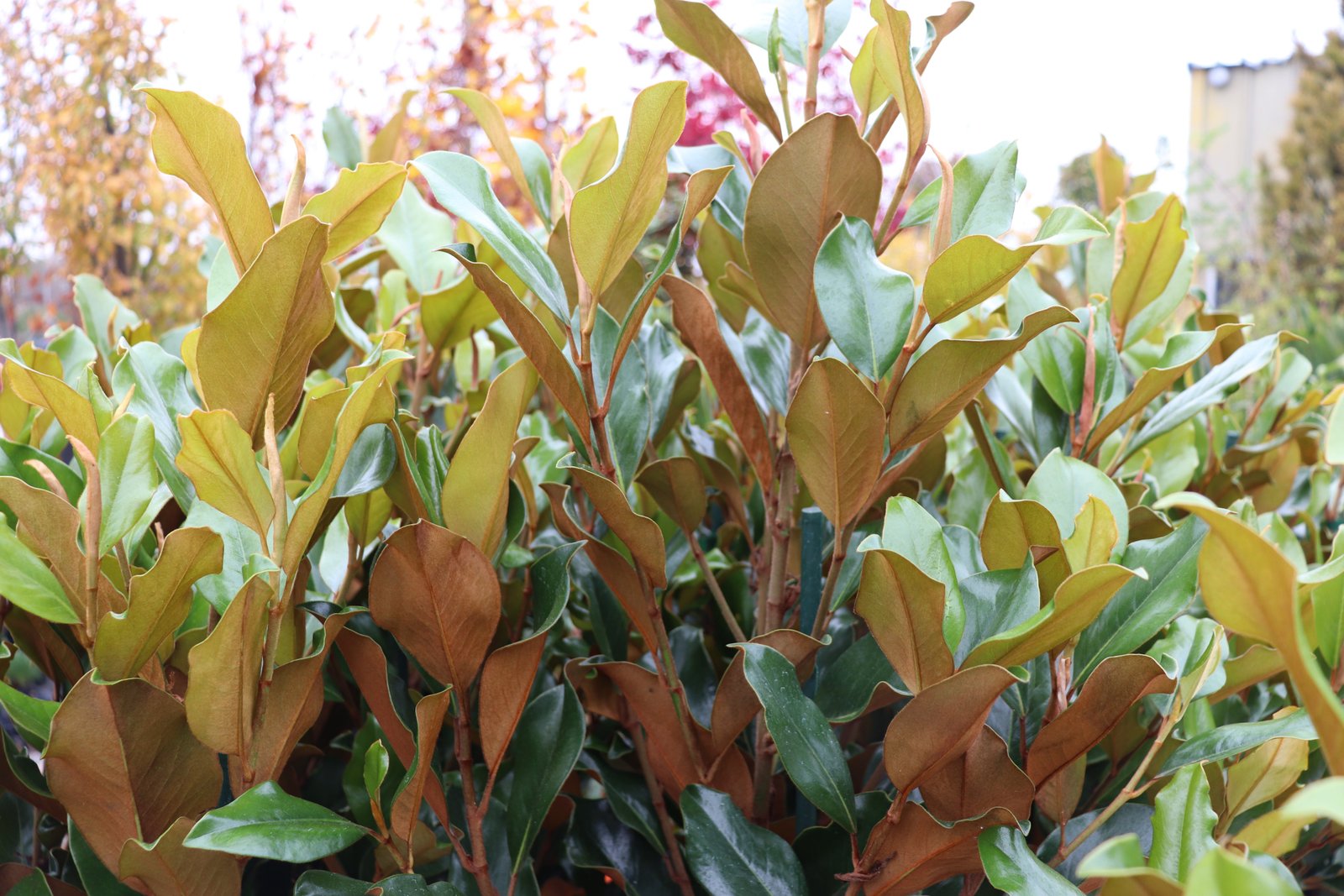 Nursery plant label showing mature size sunlight and water requirements