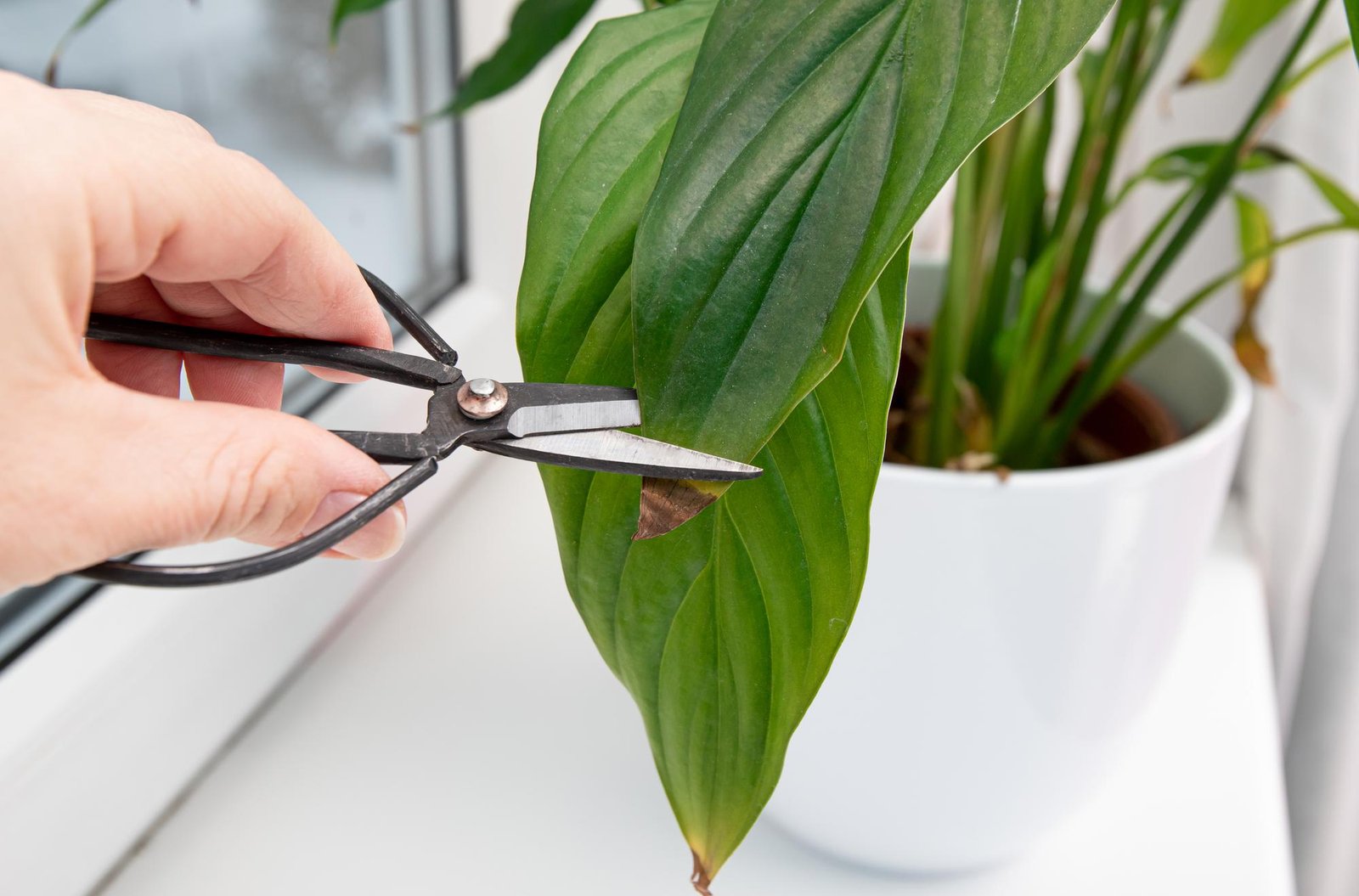Peace lily leaves with brown tips caused by common care stress