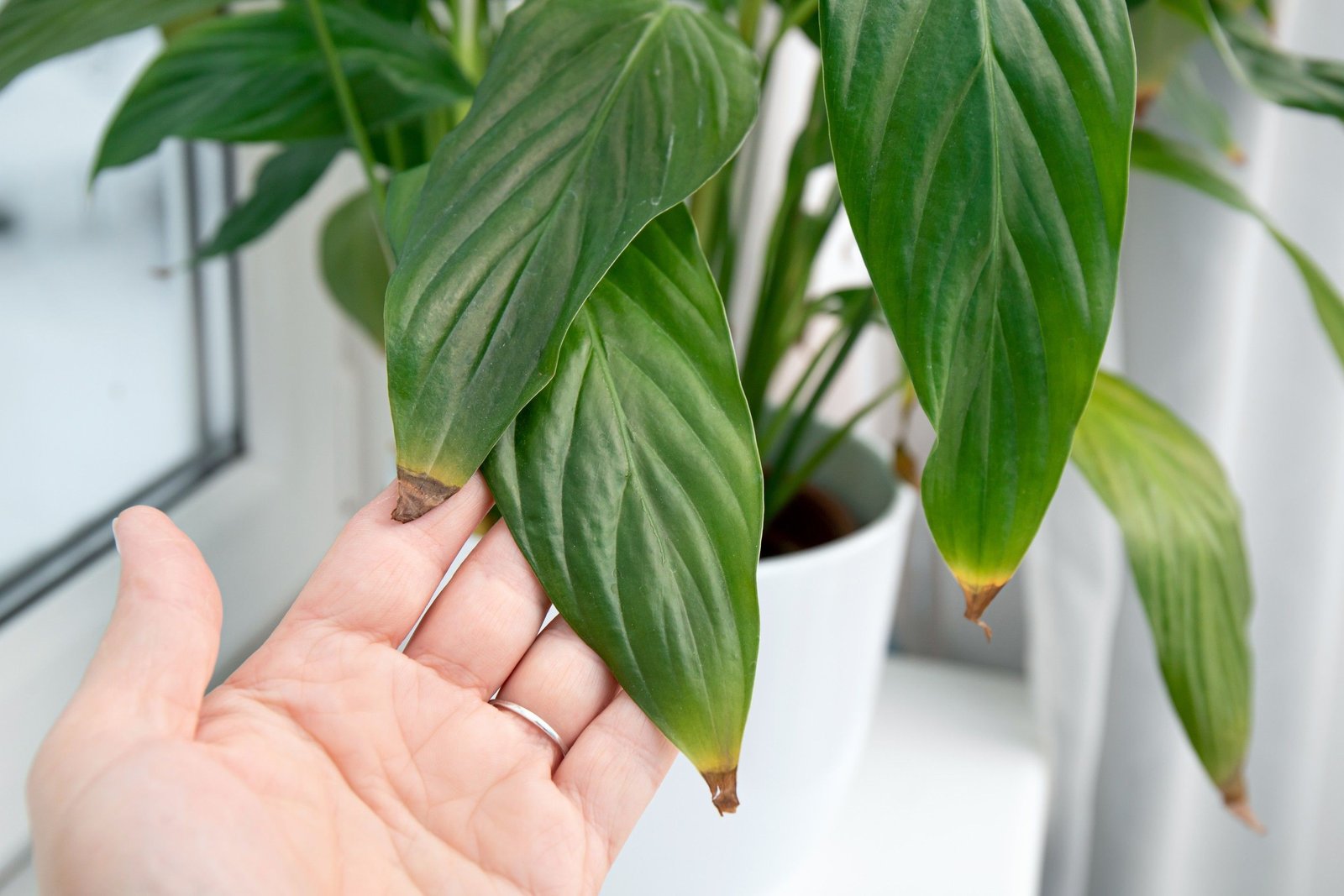 Drooping peace lily showing a common watering-related stress symptom