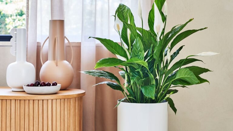 Healthy peace lily with white flowers growing indoors