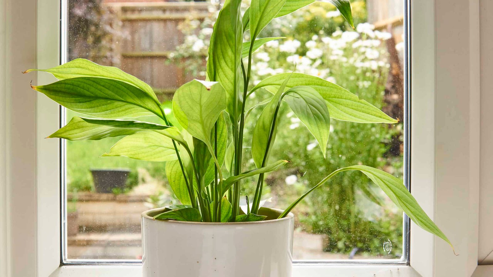 Peace lily positioned in bright indirect light near a window