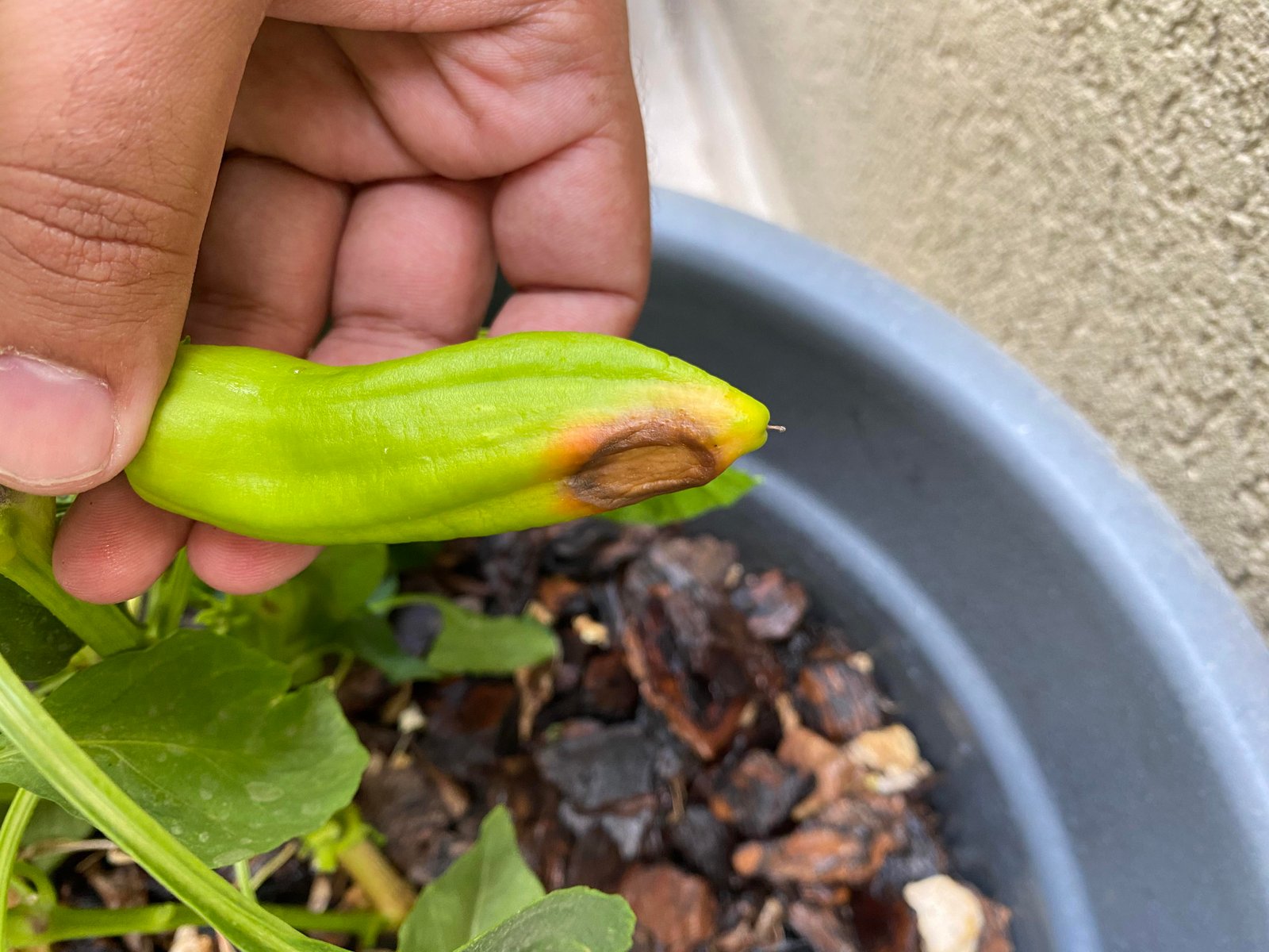 Pepper fruit showing blossom-end rot caused by moisture stress