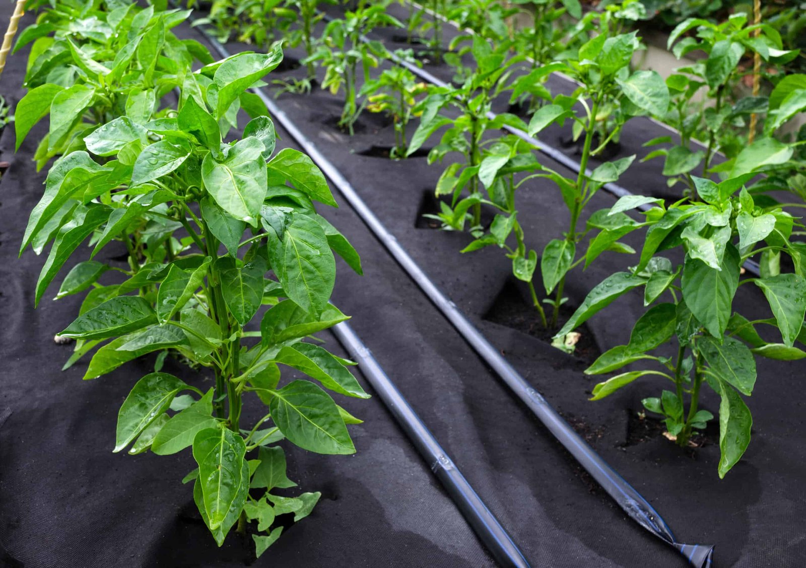 Pepper plants growing with mulch and consistent garden irrigation