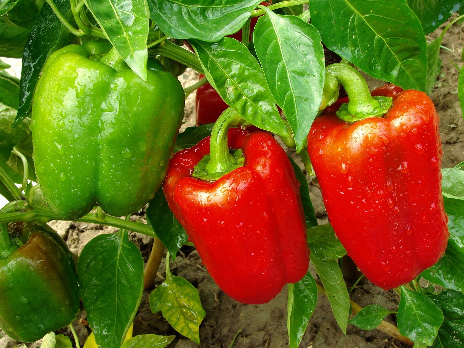 Healthy pepper plants producing green and ripe peppers in a home garden
