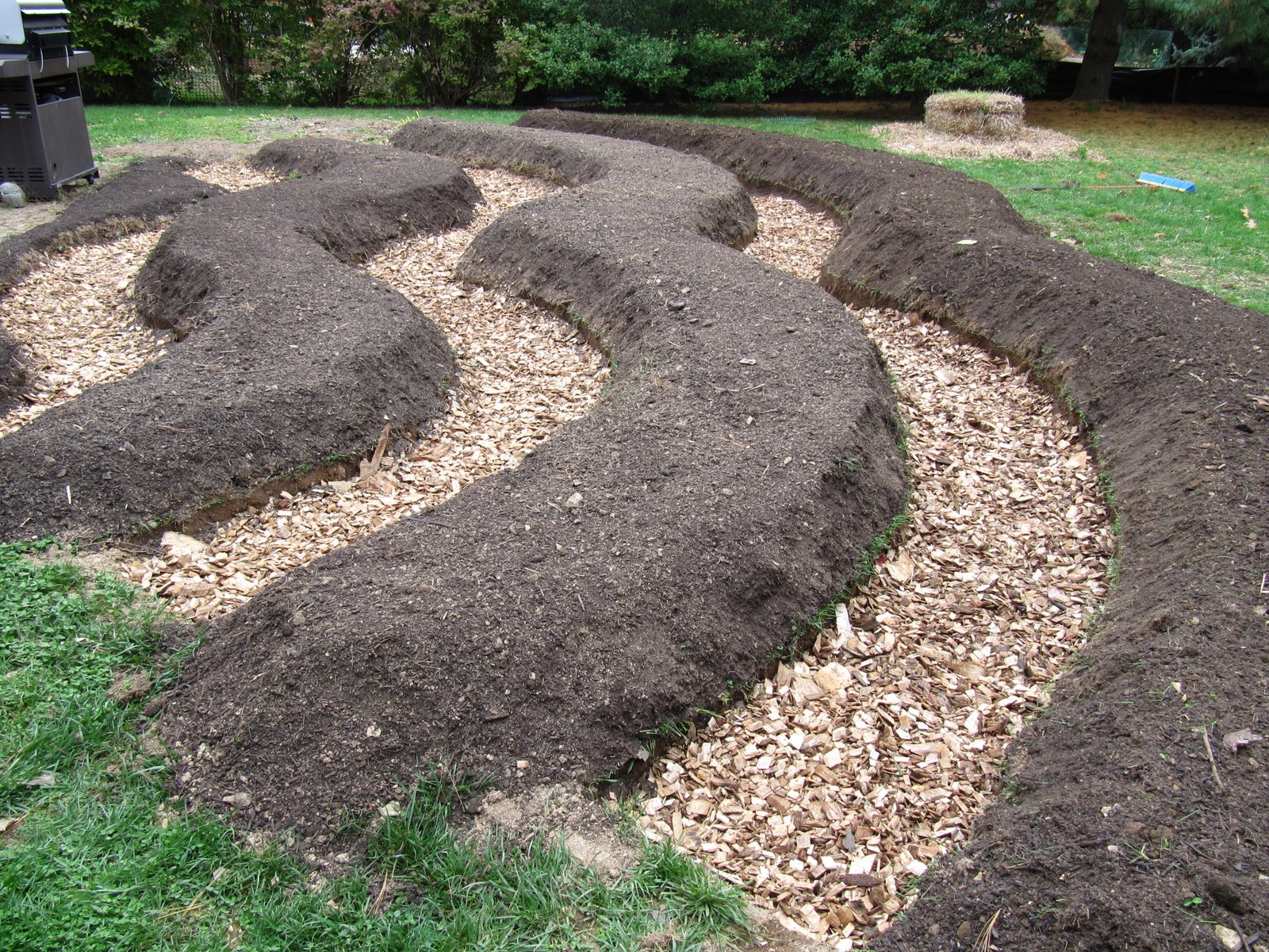 Permanent wood-chip paths separating no-dig vegetable beds