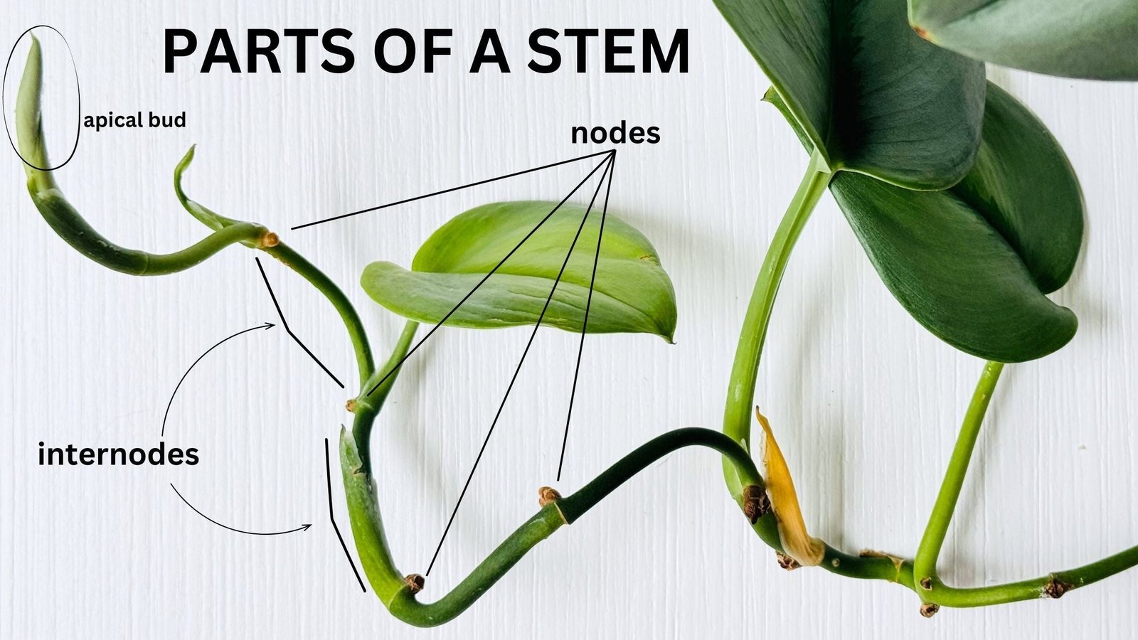 Houseplant stem cutting showing a clear node below the leaf