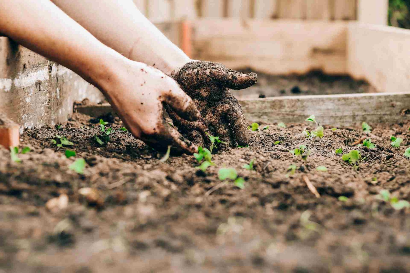planting a garden