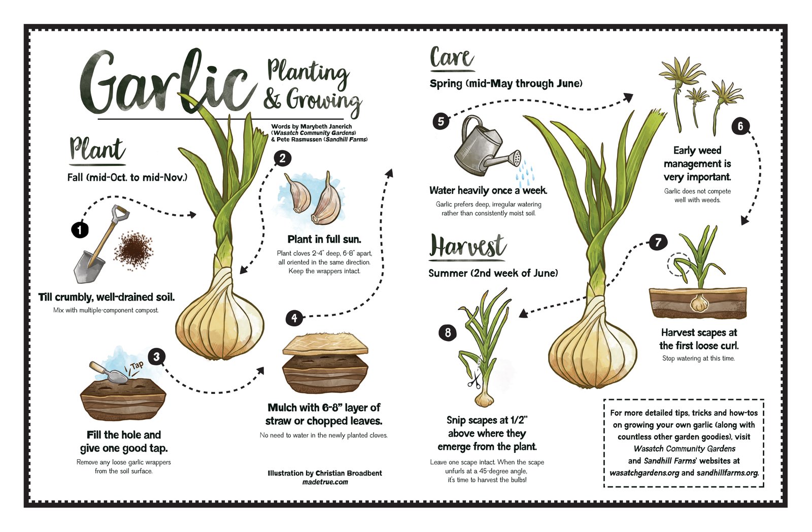Garlic cloves planted pointed end up at proper spacing in garden soil