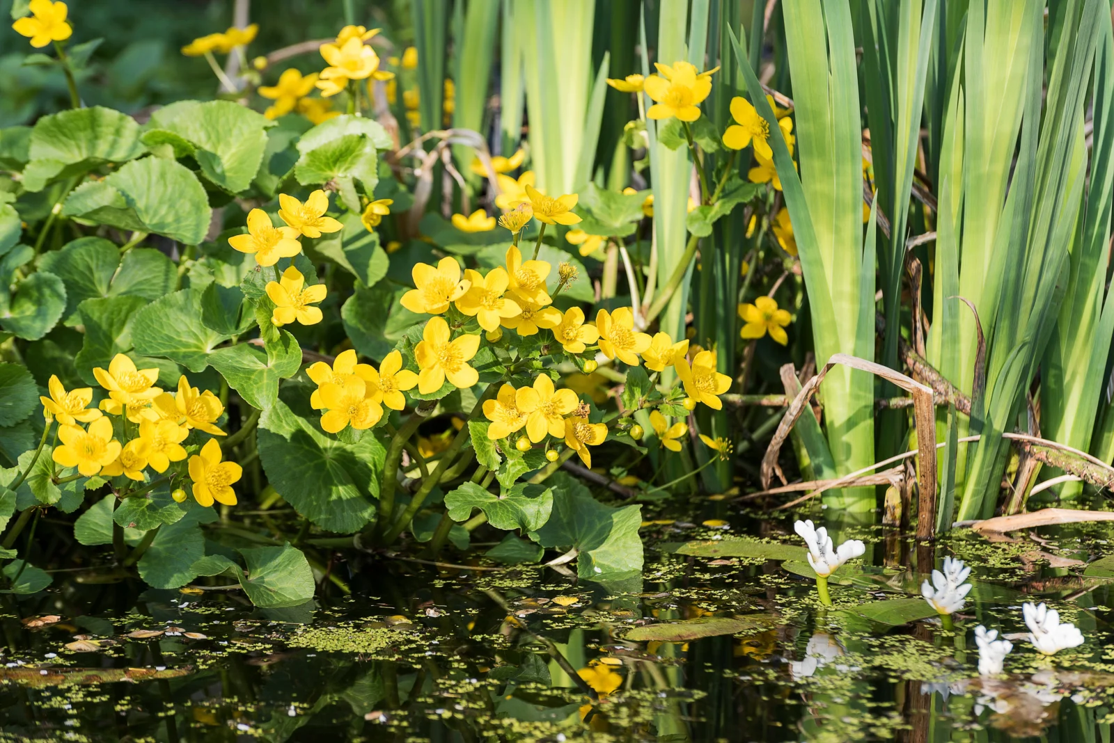 Aquatic and marginal plants around a small wildlife pond