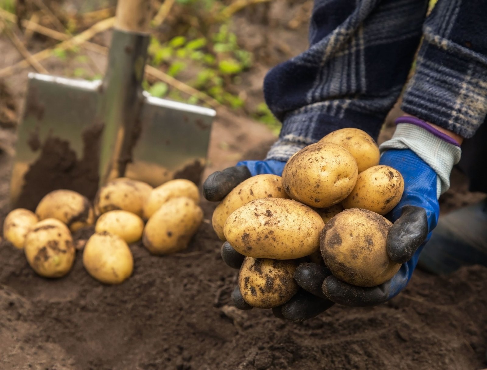 Fresh potatoes harvested from healthy potato plants in a home garden