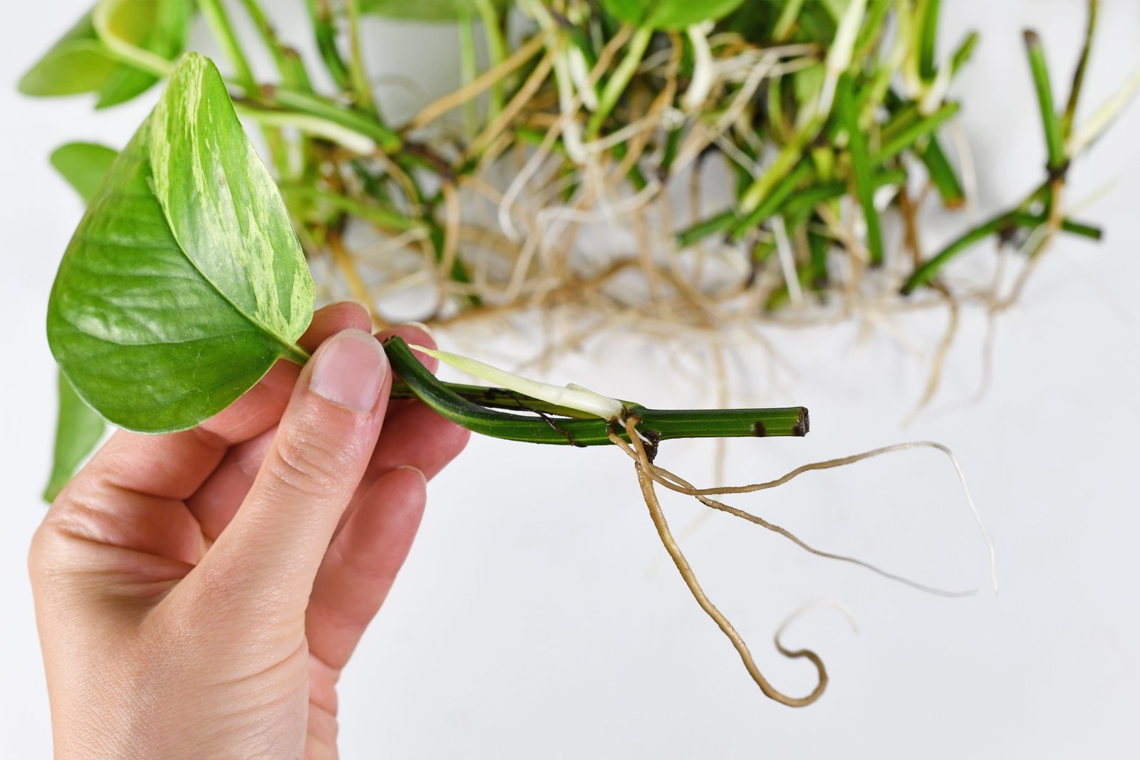 Rooted houseplant cuttings being planted into small pots with fresh mix
