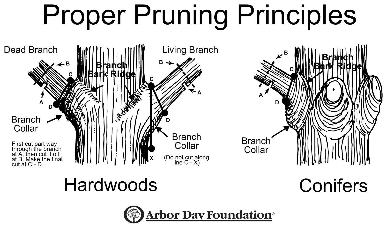 Correct pruning cut made just outside the branch collar