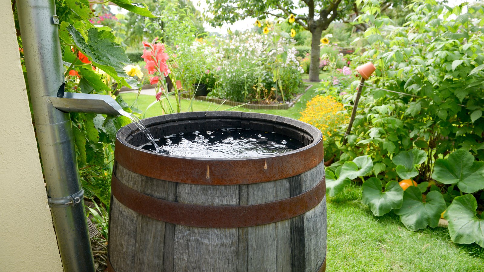 Rain barrel connected to a downspout for garden rainwater harvesting
