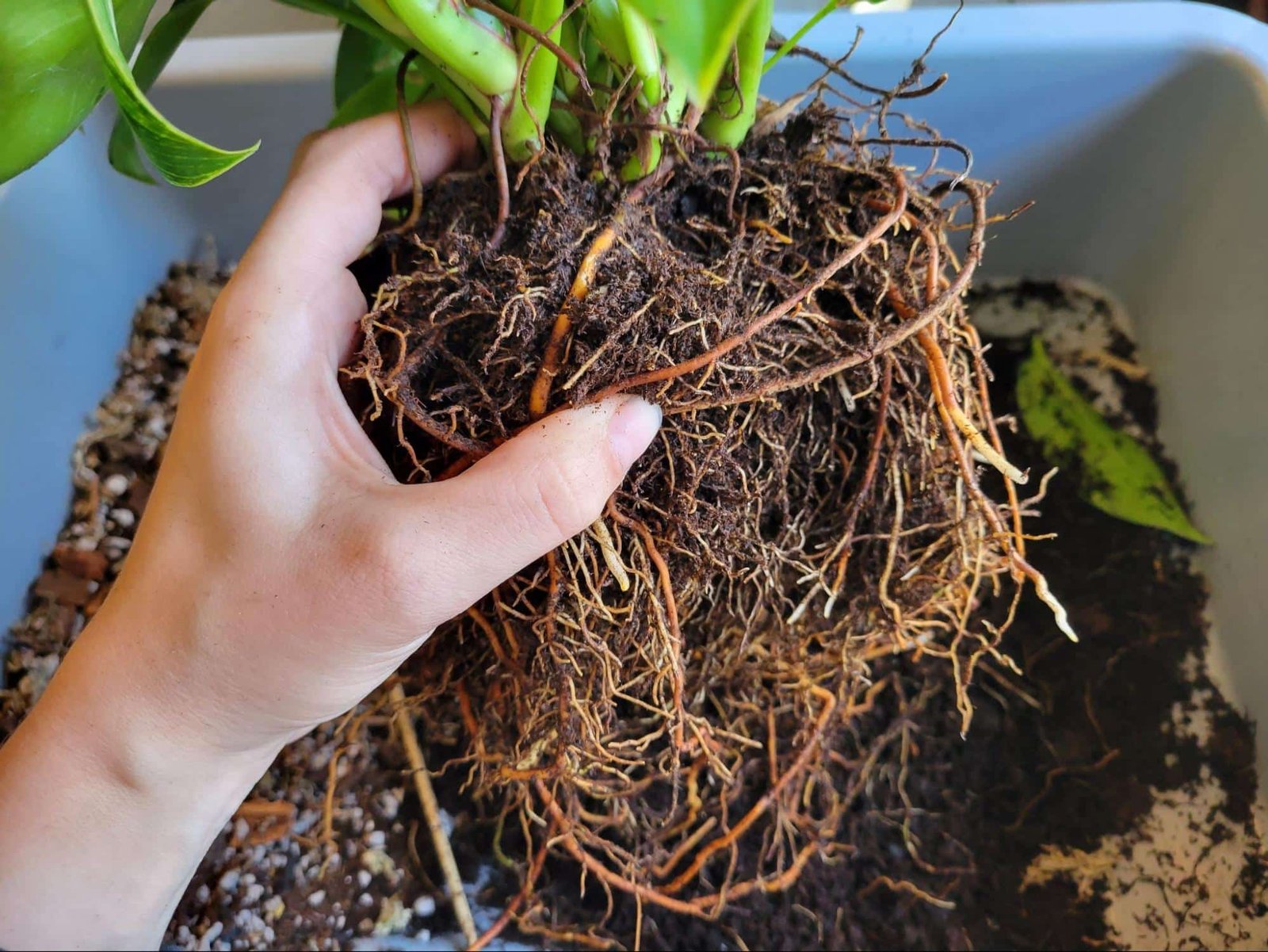 Houseplant being repotted with fresh potting mix on a work table