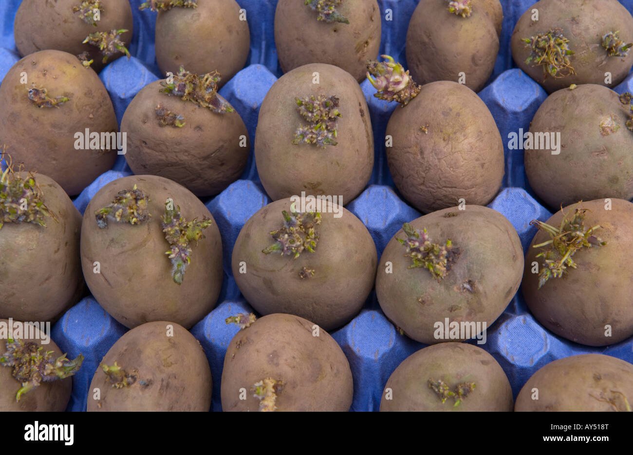 Seed potatoes chitting indoors with short healthy sprouts before planting