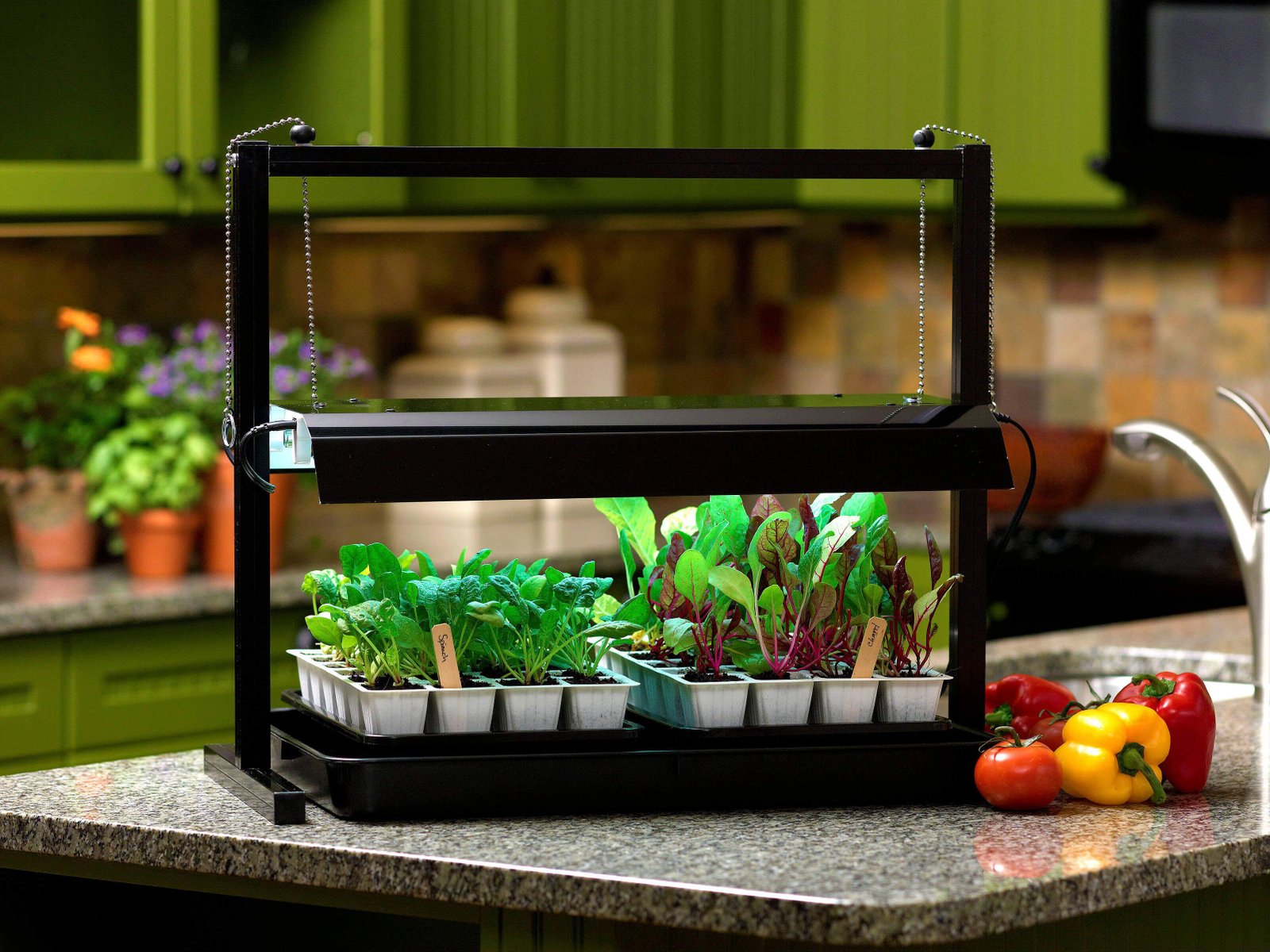 Healthy vegetable seedlings started indoors under grow lights