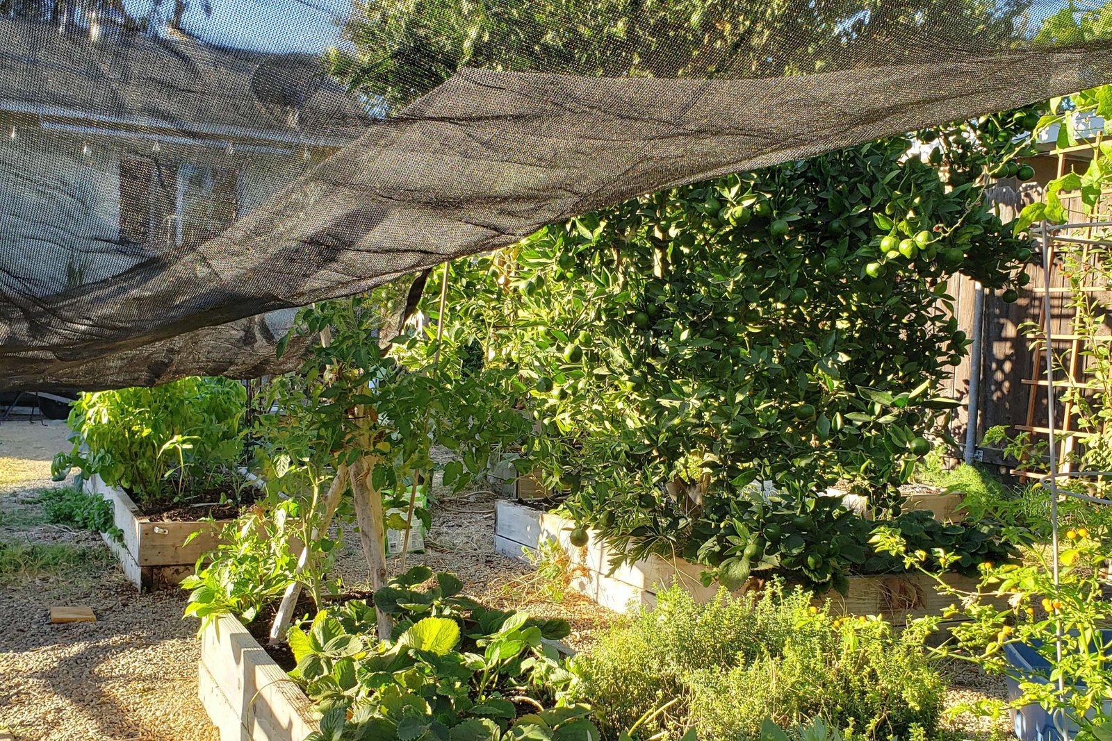 Shade cloth protecting garden plants during a hot summer heat wave