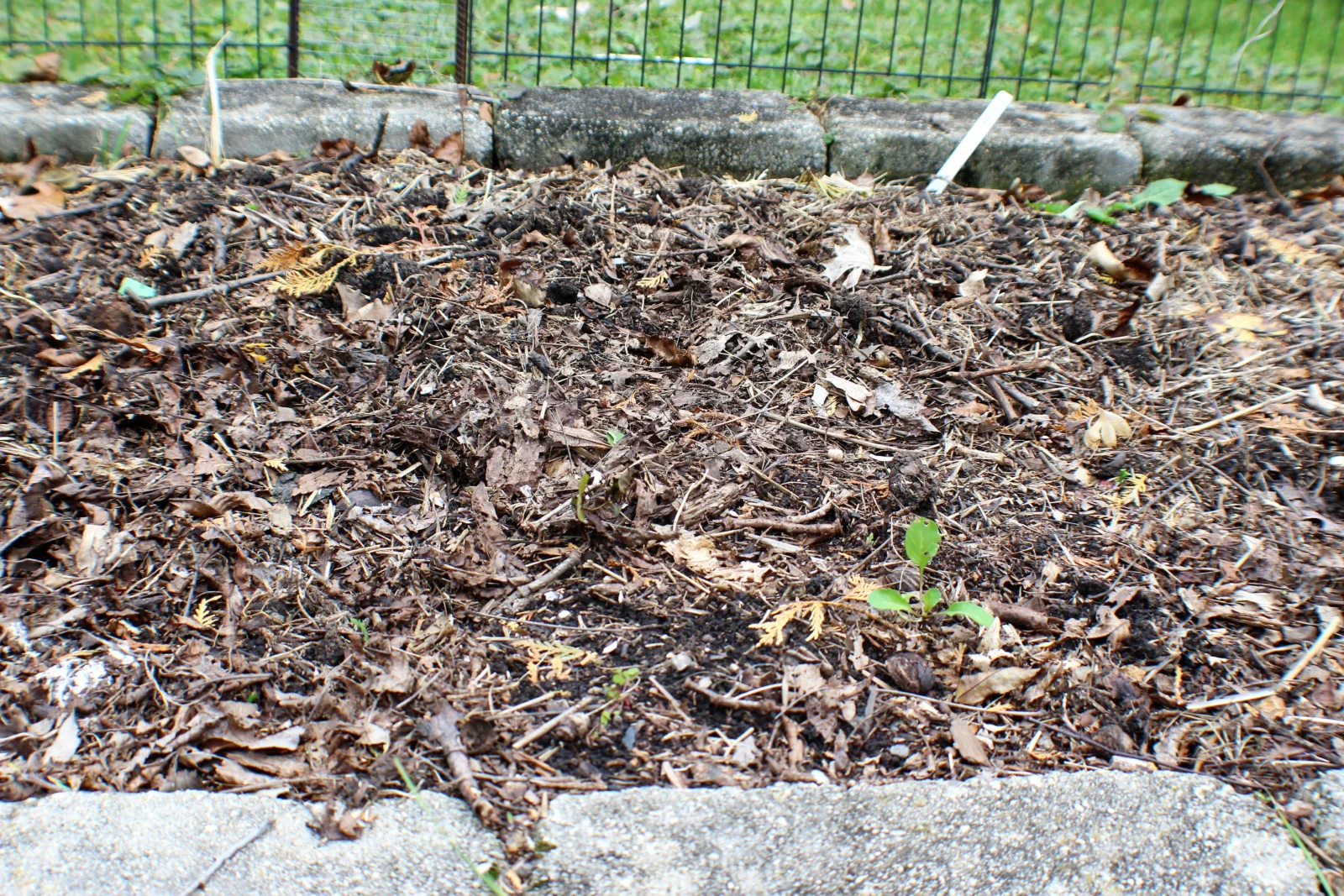 Shredded autumn leaves reused as mulch in a garden bed