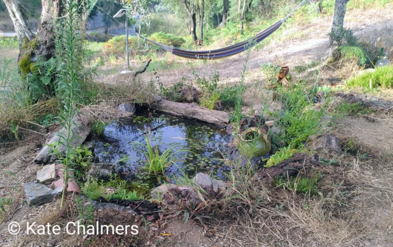 Small wildlife pond with native plants creating habitat in a home garden