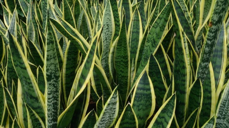 Healthy snake plant growing indoors in a well-drained pot