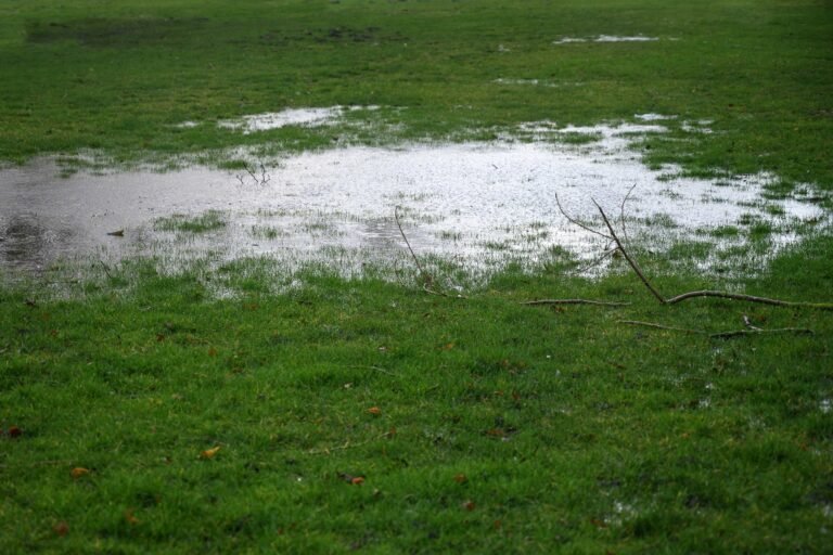 Garden bed with standing water showing a common drainage problem