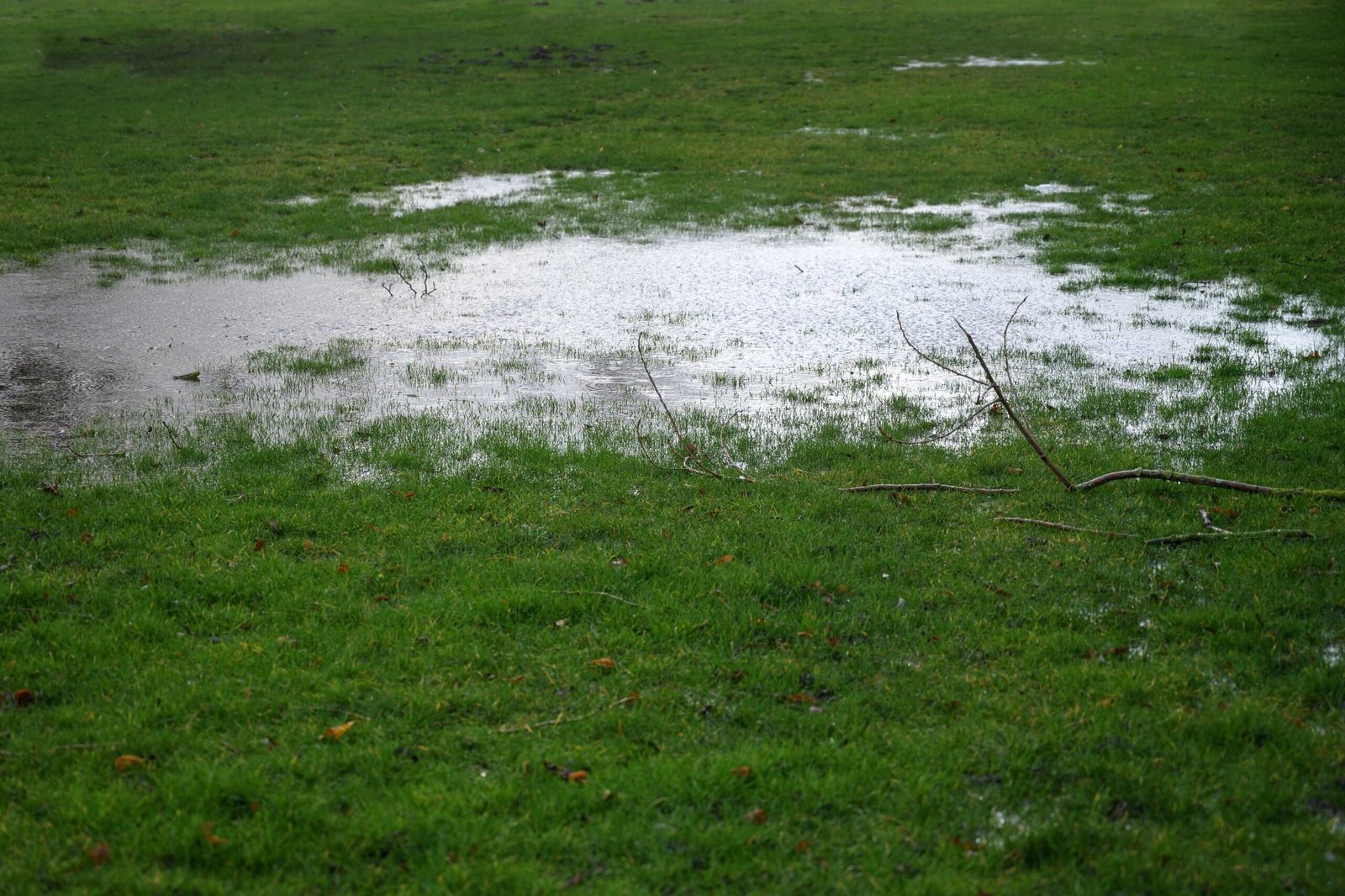 Garden bed with standing water showing a common drainage problem
