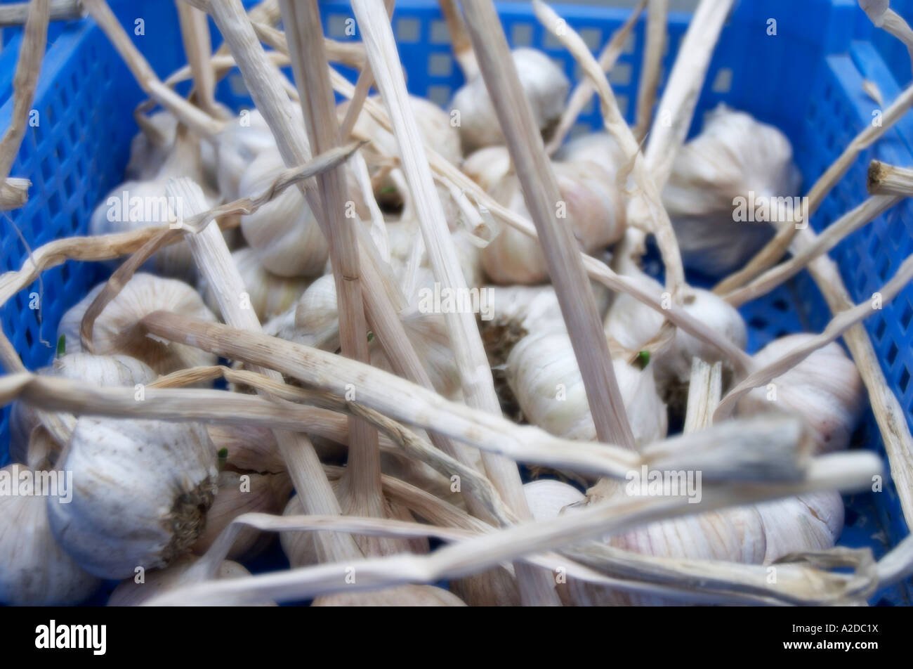 Properly cured garlic bulbs stored in a ventilated basket