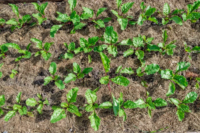 Succession-planted vegetable garden beds producing crops at different growth stages
